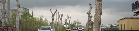 Alberi capitozzati