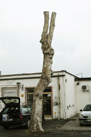 Albero capitozzato roma