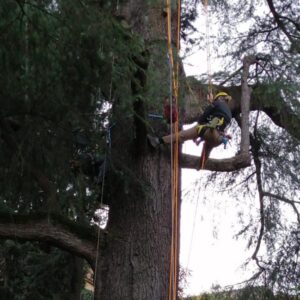 Tree Climbing